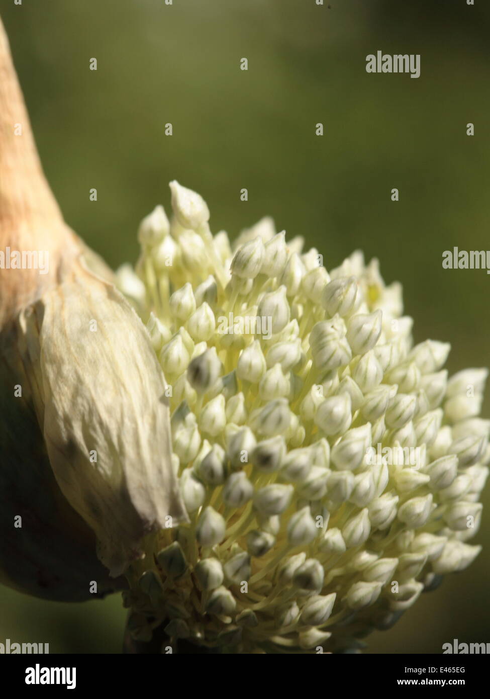 Leek -Allium ampeloprasum Stock Photo