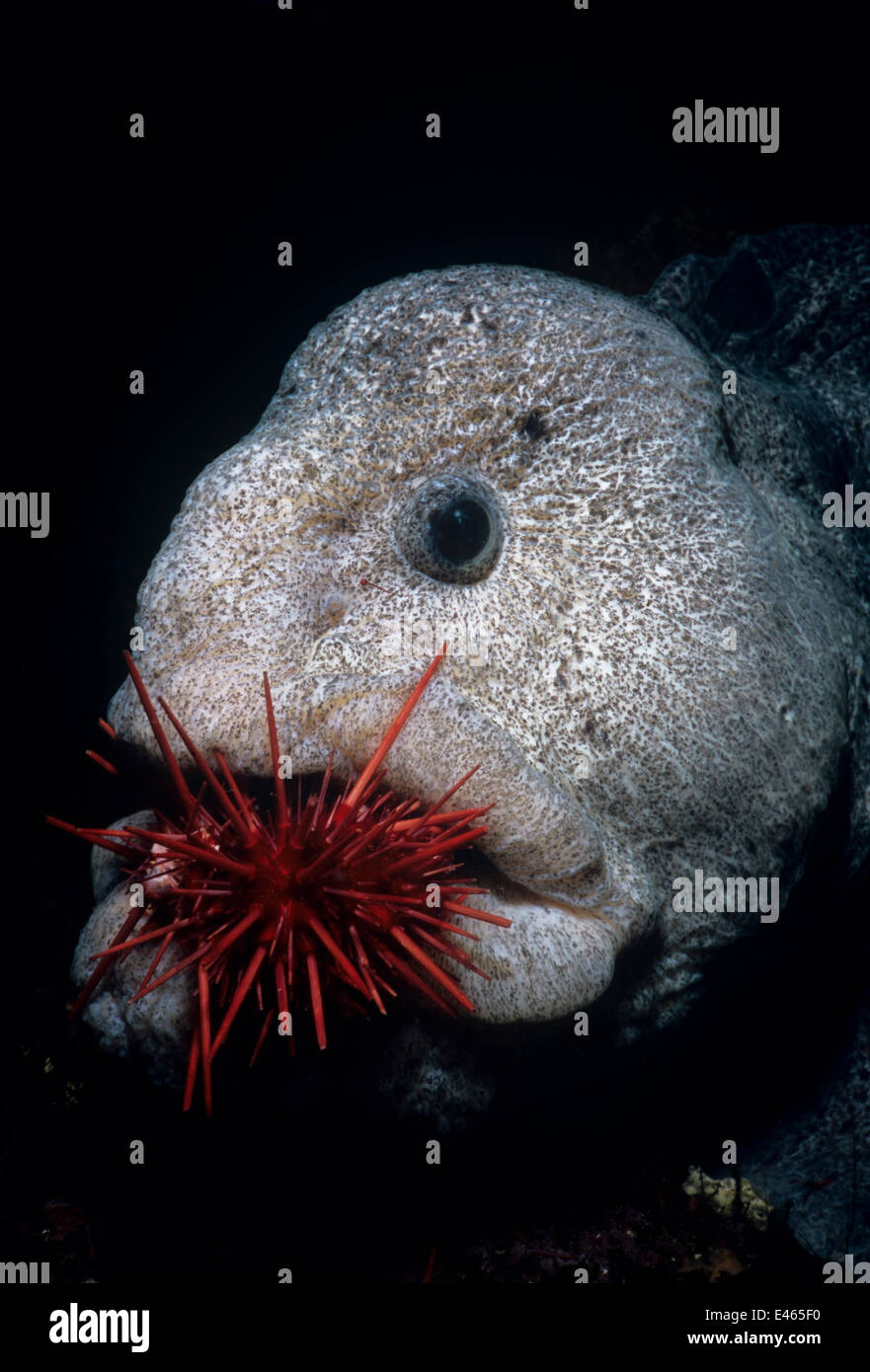 wolf eel venom wolf eel venom