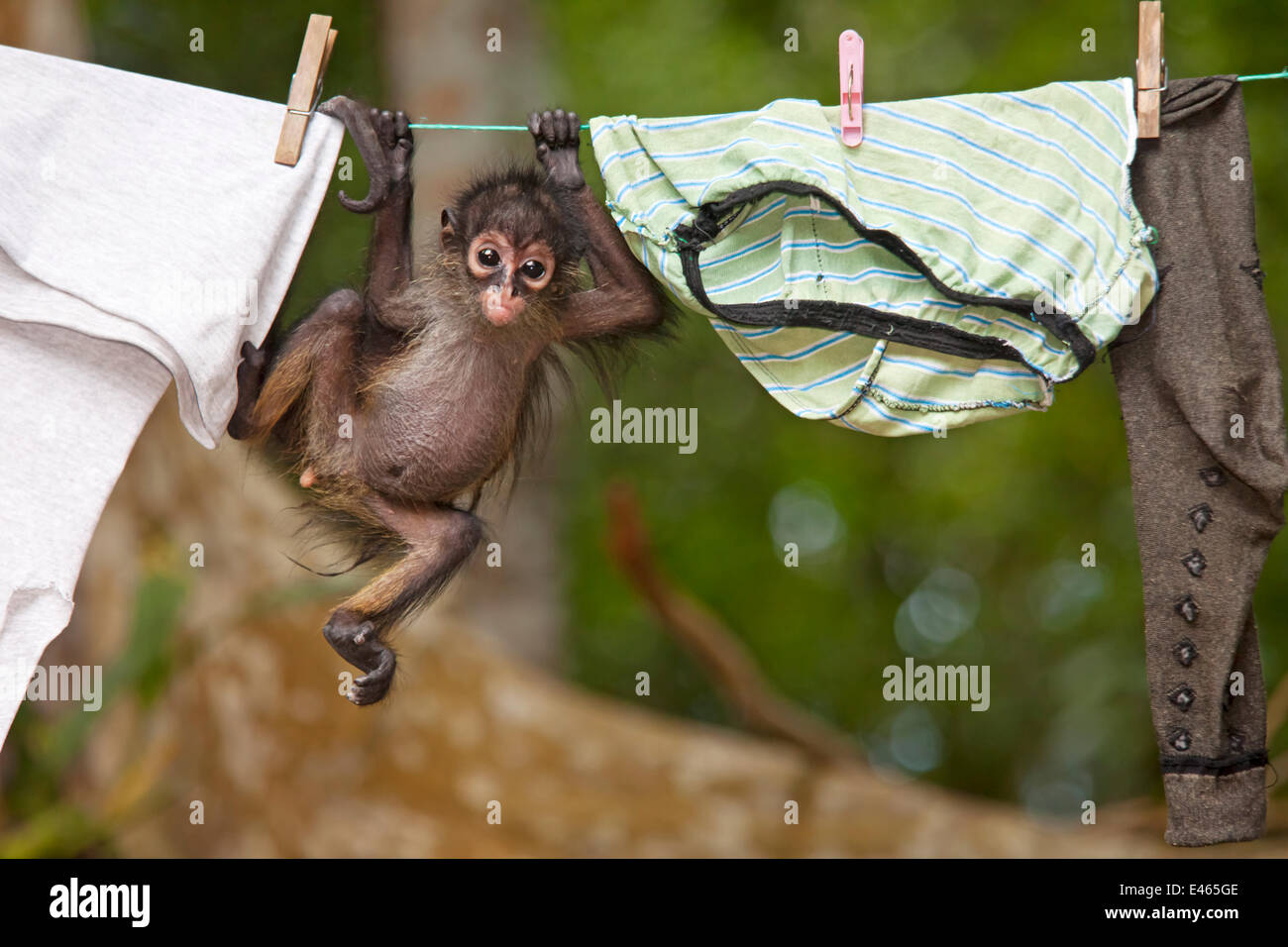 Central American Spider Monkey (Ateles geoffroyi) orphan baby hanging from washing line.  El Mirador- Rio Azul National Park, Department of Peten, Guatemala. Stock Photo