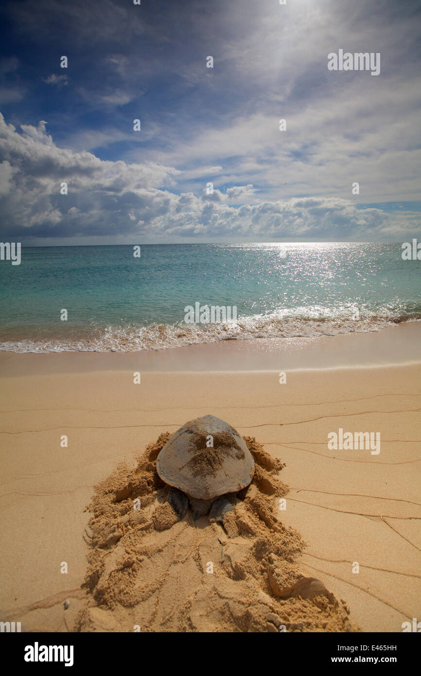 Raine island sea turtles hires stock photography and images Alamy