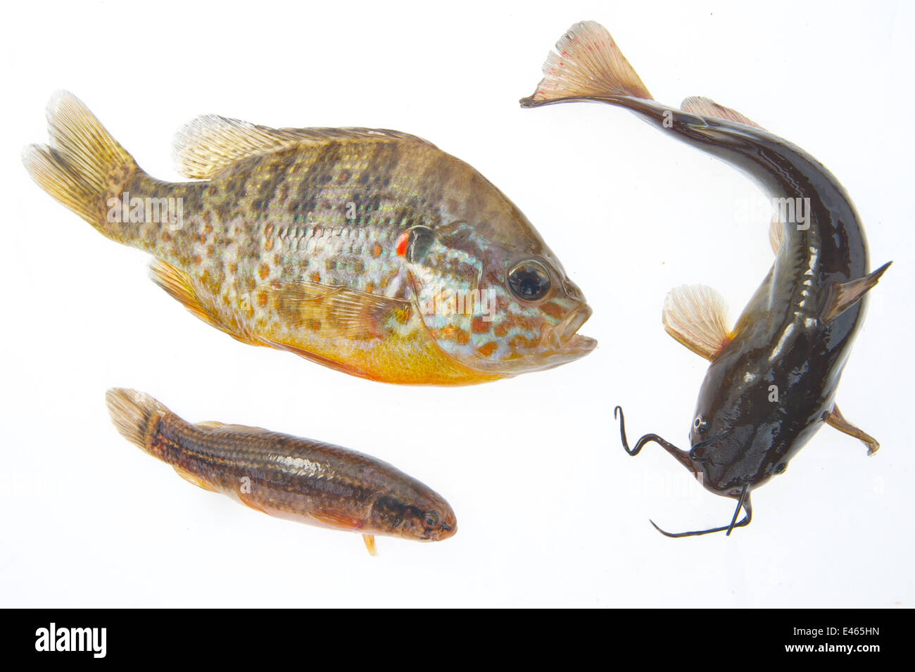 Composite Image Of American Fish Species Introduced To Europe