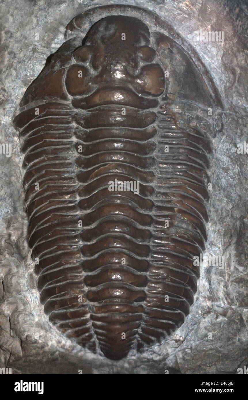 Well preserved fossil of trilobite Dudley locust  (Calymene blumenbachii) from the Silurian period, found in the Wenlock Limestone of Wrens Nest Hill, Dudley, Worcestershire. Stock Photo