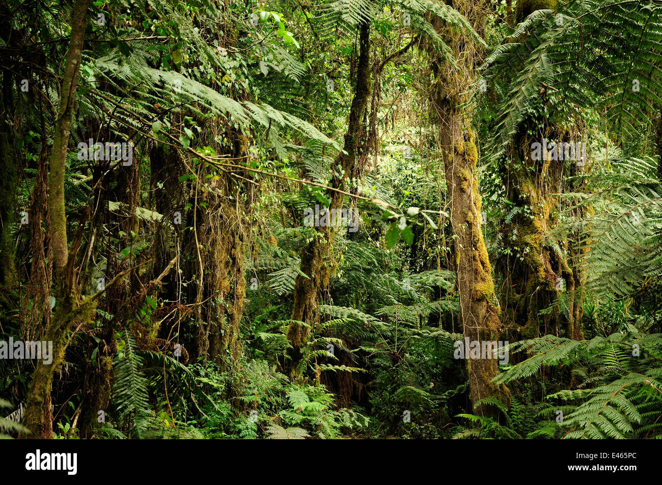 Tropical forest at lower level slopes of Mount Kilimanjaro volcano, Tanzania Stock Photo