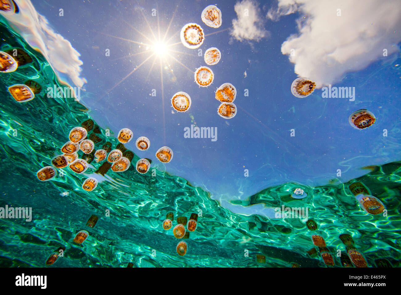 Tiny thimble jellyfish (Linuche unguiculata) drift with the current in