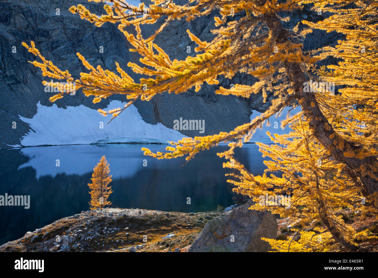 Sub-alpine larches (Latrix sp.) in late autumn in North Cascades National Park, Washington, USA. October. Stock Photo