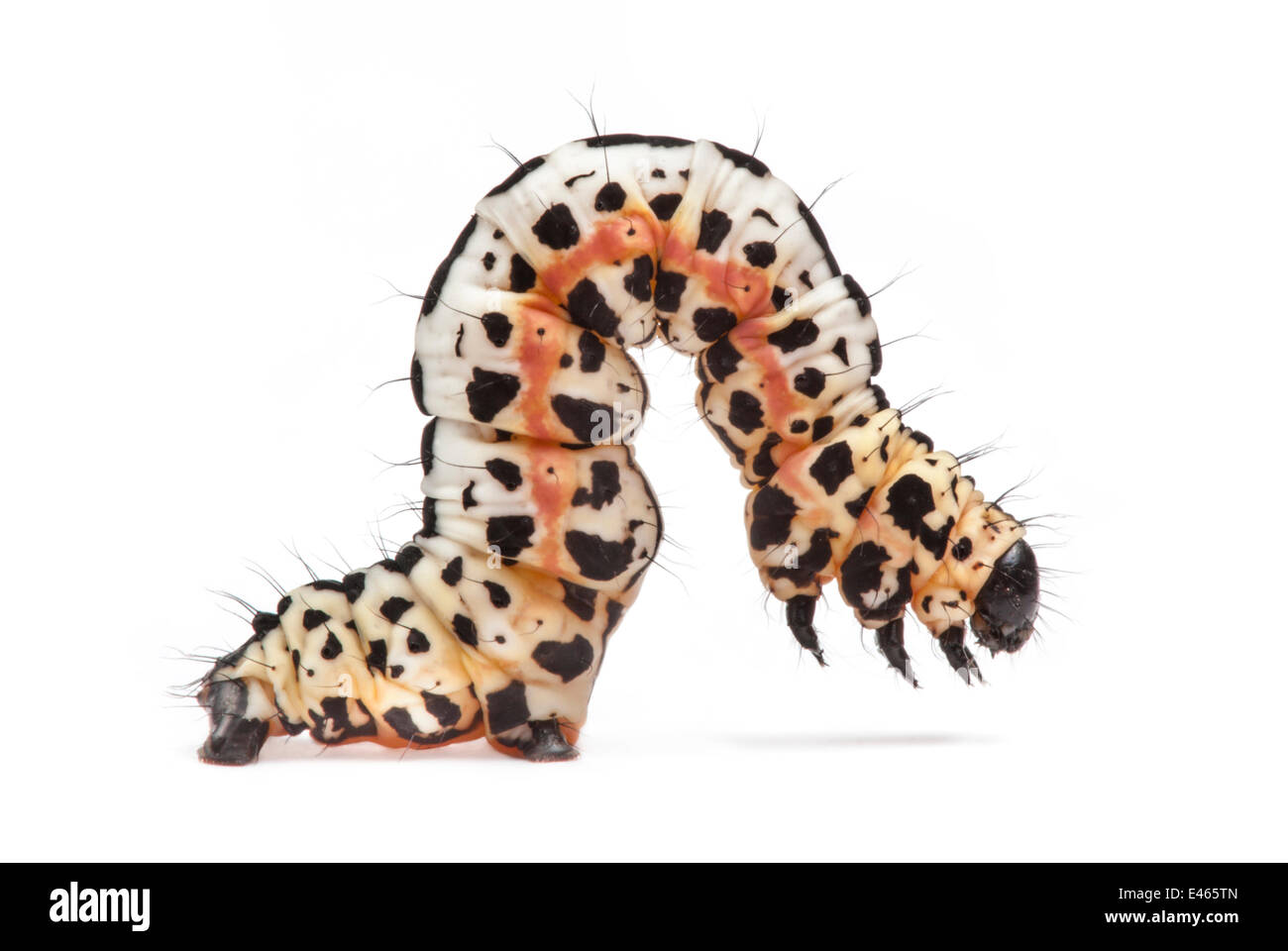 Magpie Moth caterpillar (Abraxas grossulariata) showing warning colouration, photographed on a white background. Peak District National Park, Derbyshire, UK. June. Stock Photo
