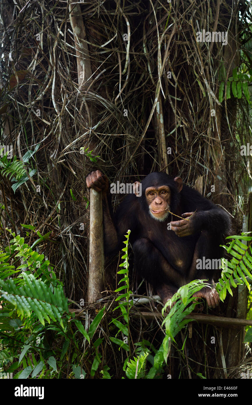 Western chimpanzee (Pan troglodytes verus)   juvenile female 'Joya' aged 6 years feeding on fern leaves, Bossou Forest, Mont Nimba, Guinea. December 2010. Stock Photo