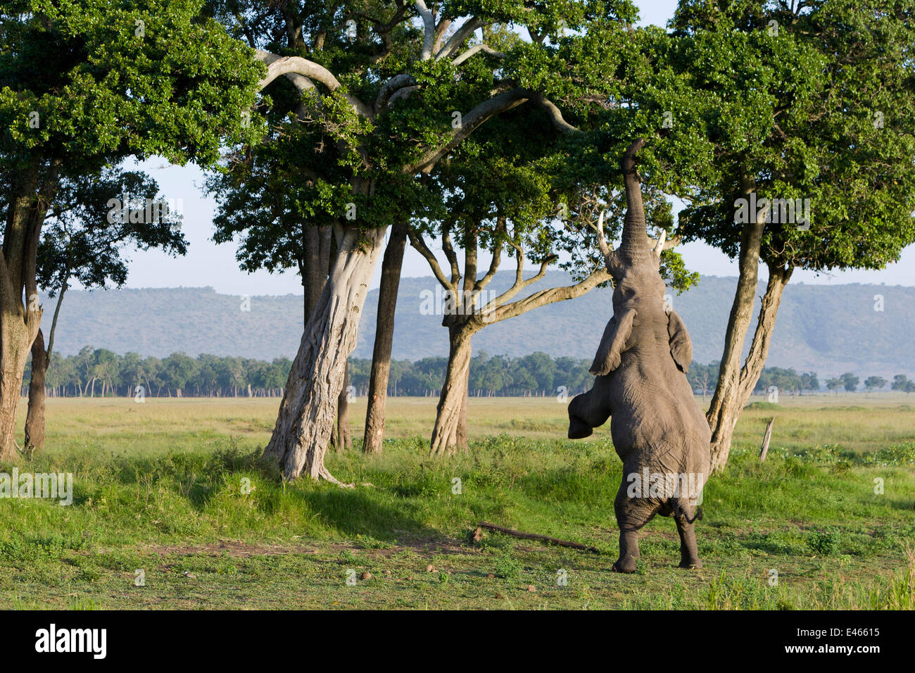 Elephant standing hind legs hires stock photography and images Alamy