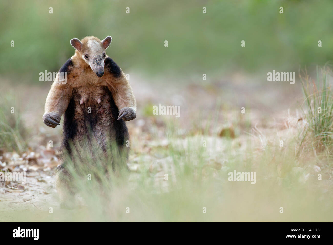 Southern Anteater (Tamandua tetradactyla) in defensive position