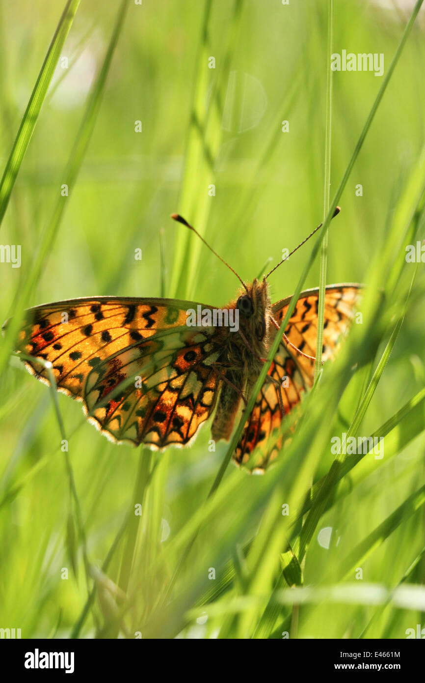 Small Pearl bordered fritillary butterfly (Boloria selene) in grass, Radnorshire Wildlife Trust Nature Reserve, Wales, UK, June. Stock Photo