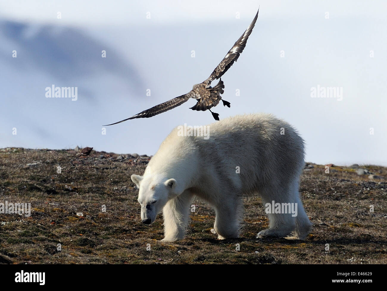 Polar Bear (Ursus maritimus)  mobbed by possibly a Skua, Svalbard, Norway, July Stock Photo