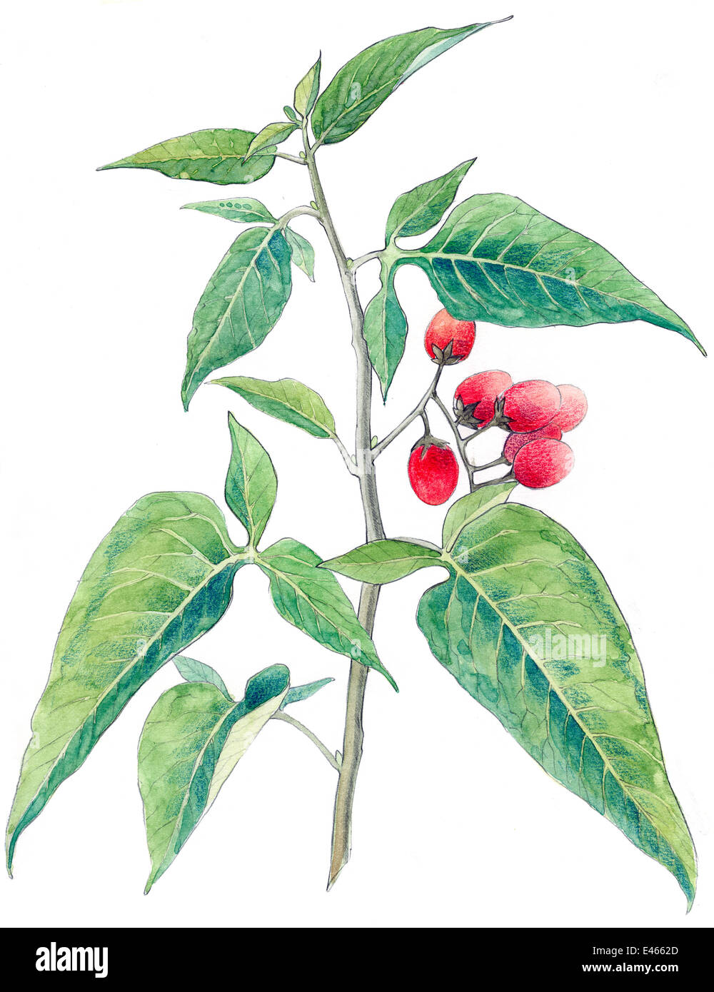 Illustration of Bittersweet (Solanum dulcamara). Detail of leaves and fruit. Pencil and watercolor painting. Stock Photo