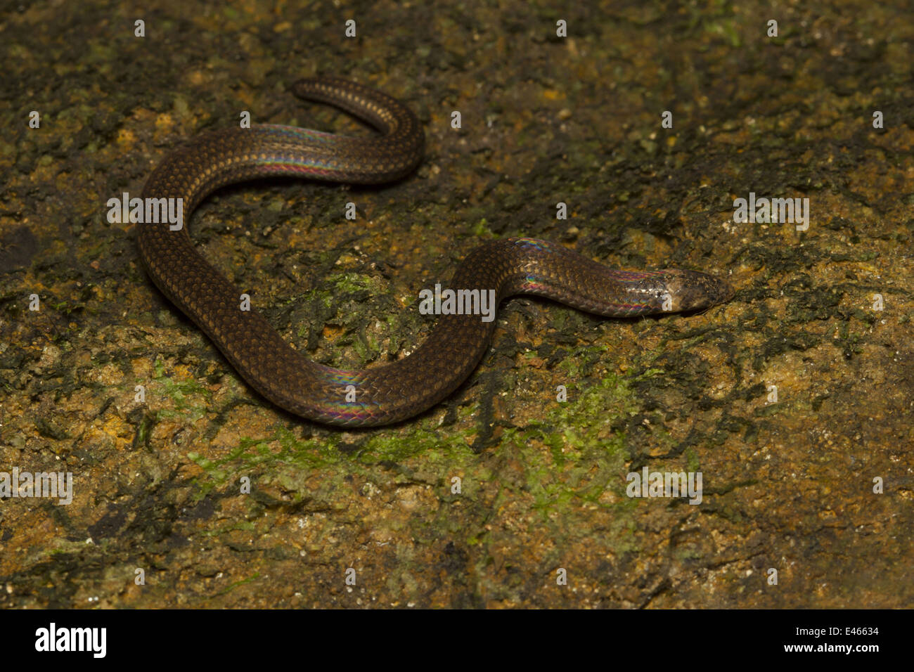 Captains wood snake, Xylophis captaini, Colubridae, Neyyar Wildlife