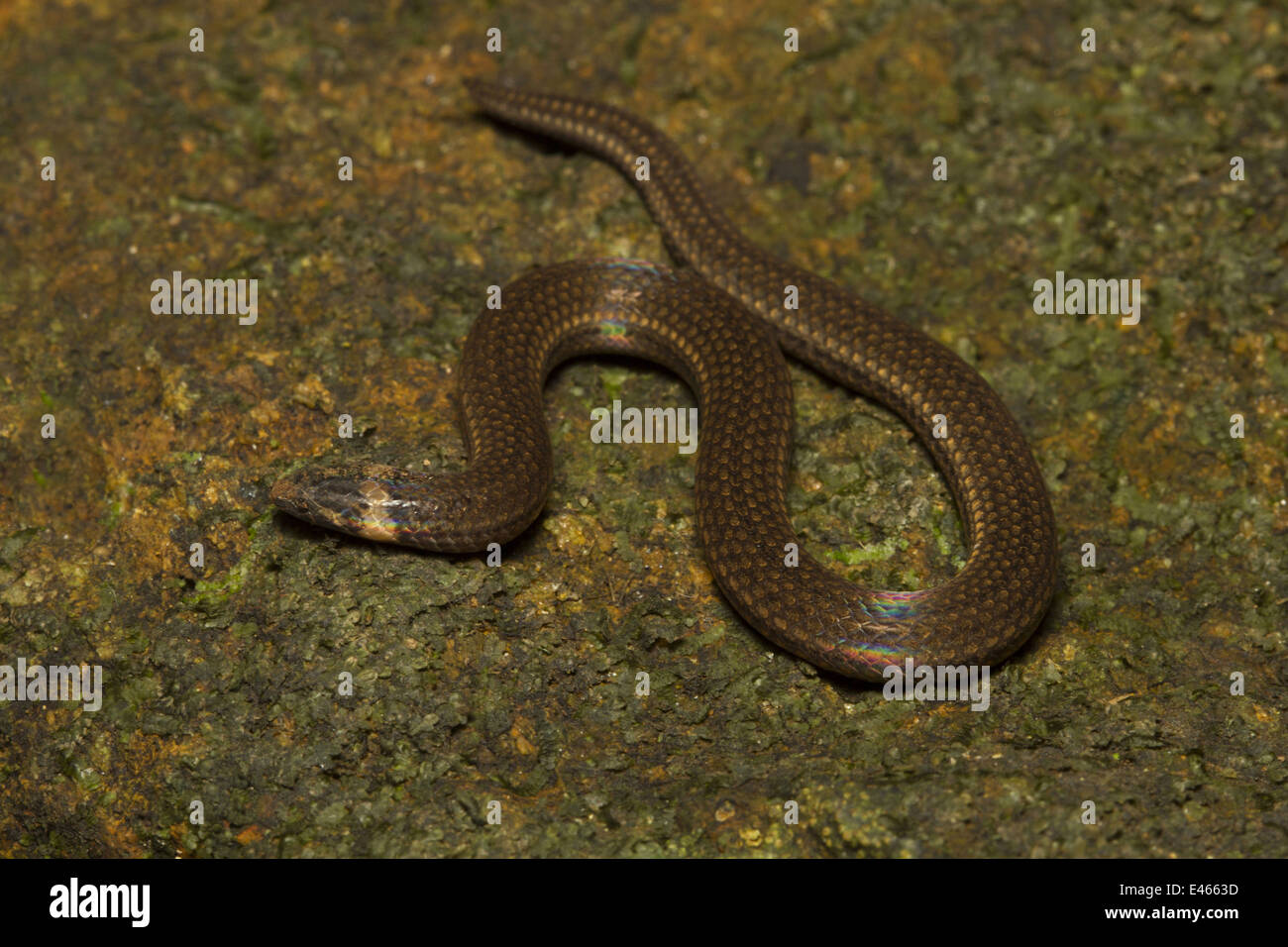 Poisonous snake kerala hires stock photography and images Alamy