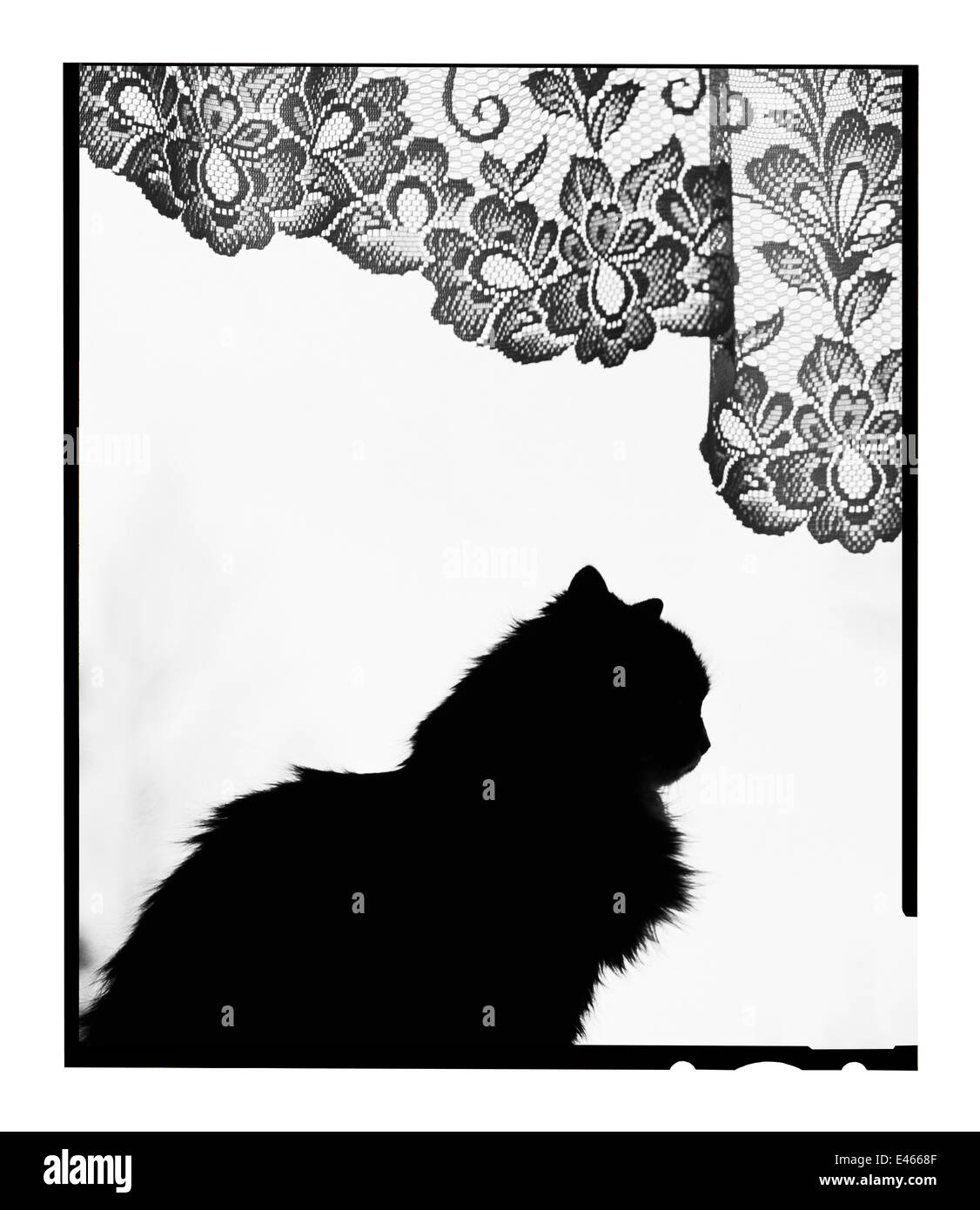 Domestic Cat silhouetted in window. Estonia. Stock Photo