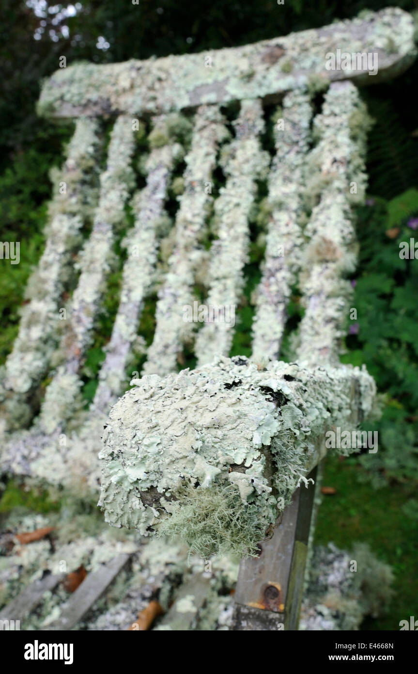 Garden chair well covered with extensive growths of lichen, including filamentous forms (Usnea sp.), (Evernia prunastri) and Foliose (Flavoparmelia caperata), Cornwall, UK, August. Stock Photo