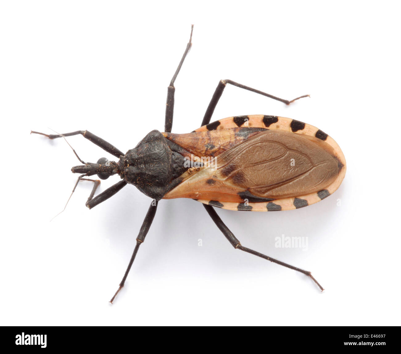 Assassin Bug (Rhinocoris sp.) Endemic to Costa Rica. Stock Photo