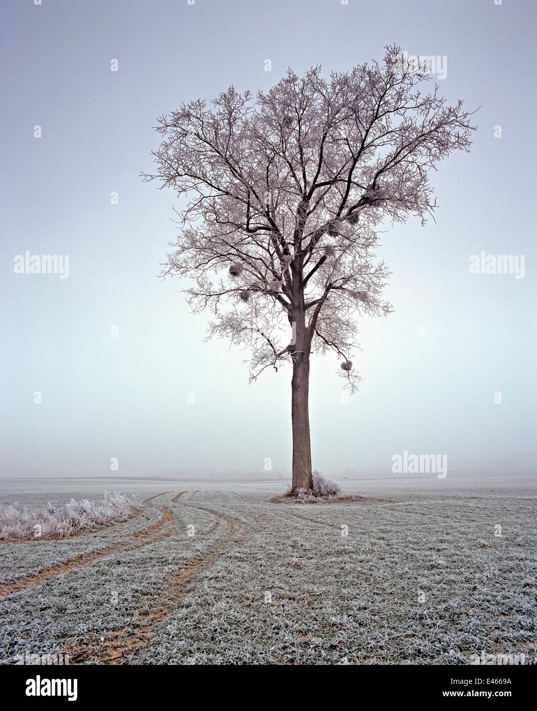 Ash tree (Fraxinus excelsior) covered in frosted, Picardy, Laon, France