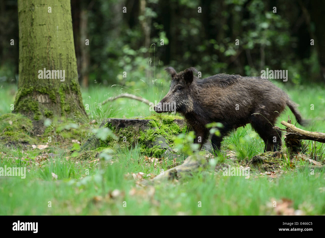 Boar tree hi-res stock photography and images - Alamy