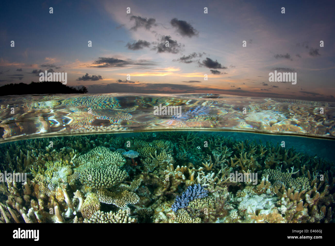Reef under the surface of shallow waters, at sunset, covered with hard corals, Brush Coral (Acropora hyacinthus) Robust Acropora (Acropora robusta) and other Acropora, Maldives, Indian Ocean Stock Photo