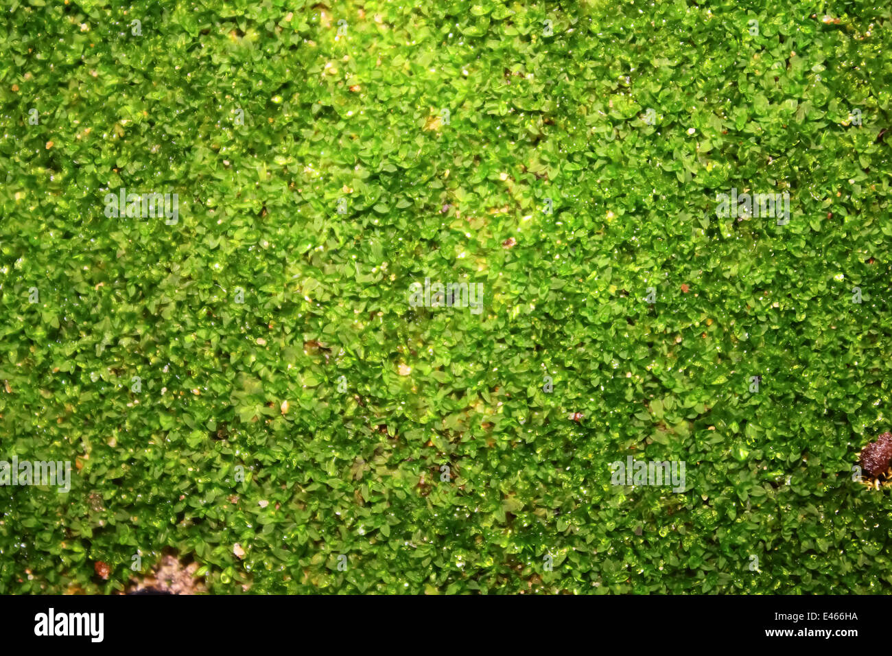Close moss hi-res stock photography and images - Alamy