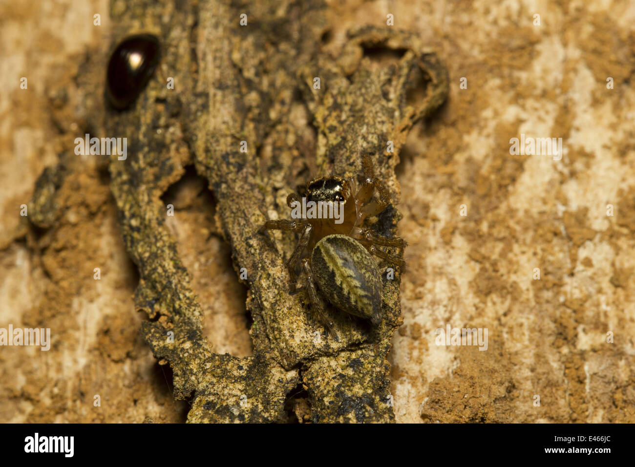 Spiders of kerala hi-res stock photography and images - Alamy