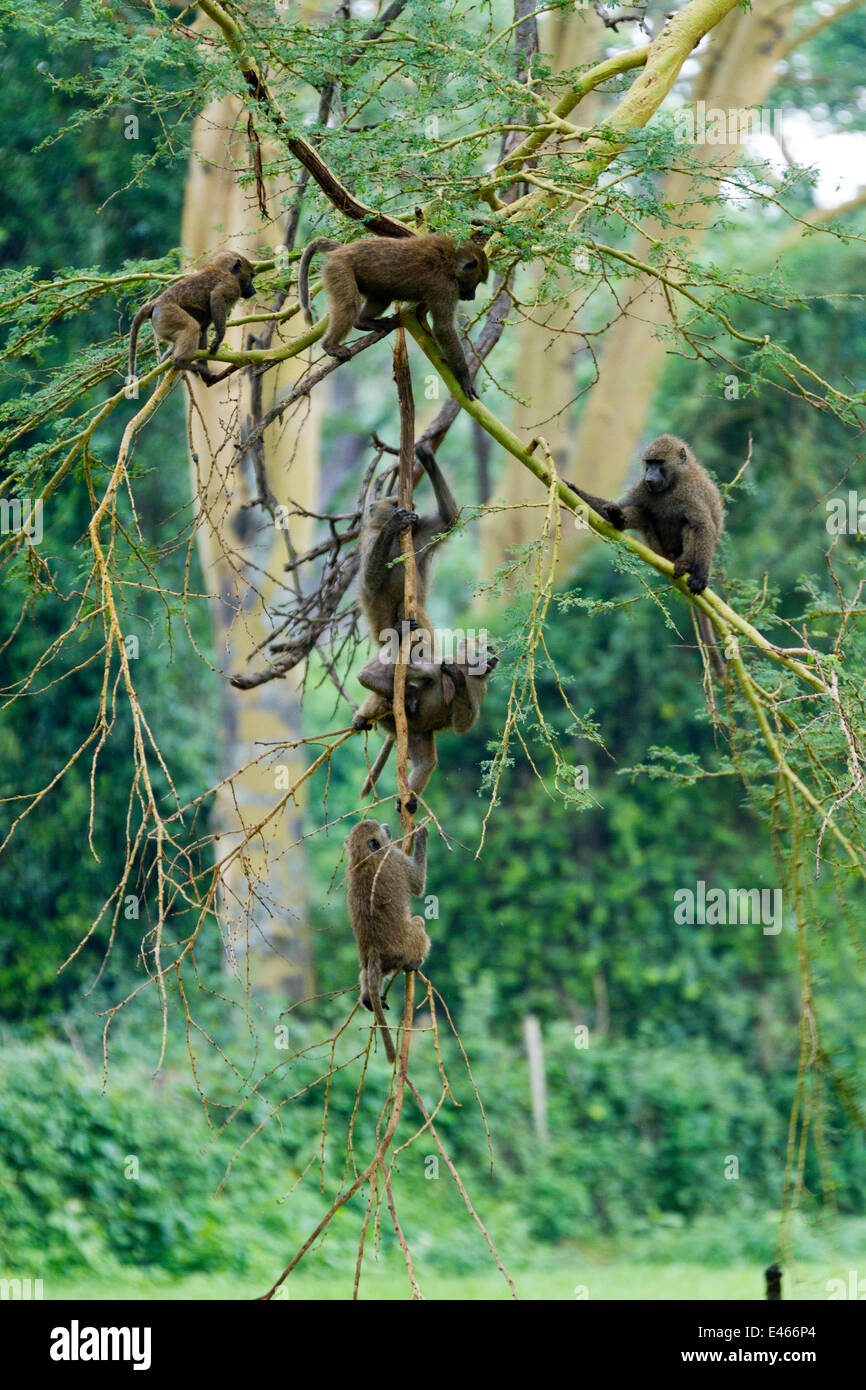 Olive baboon (Papio hamadryas anubis) group in an acacia tree, Nakuru ...