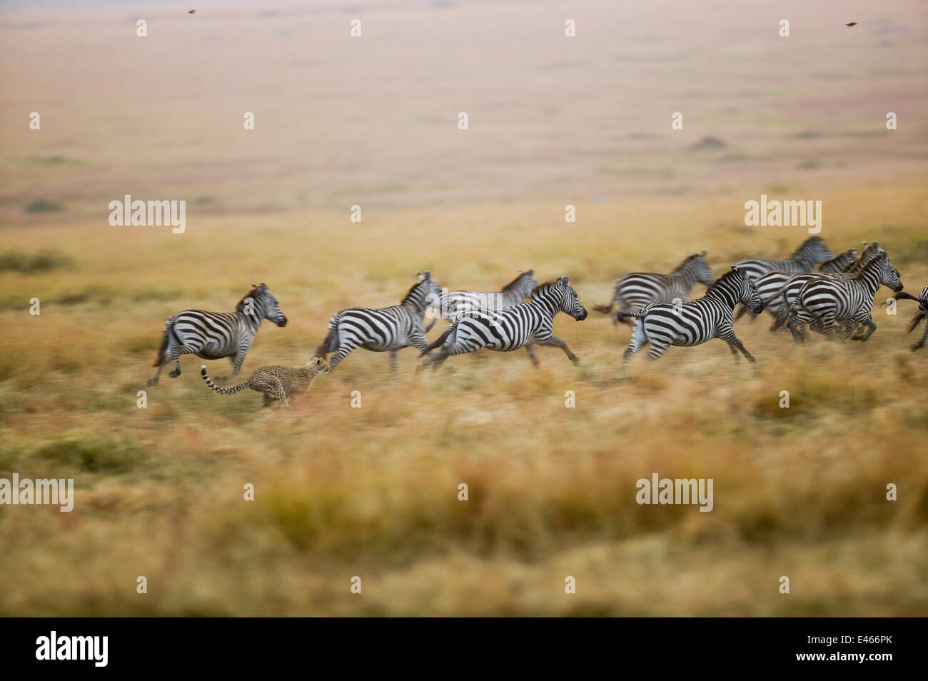 Cheetah Hunting Zebra