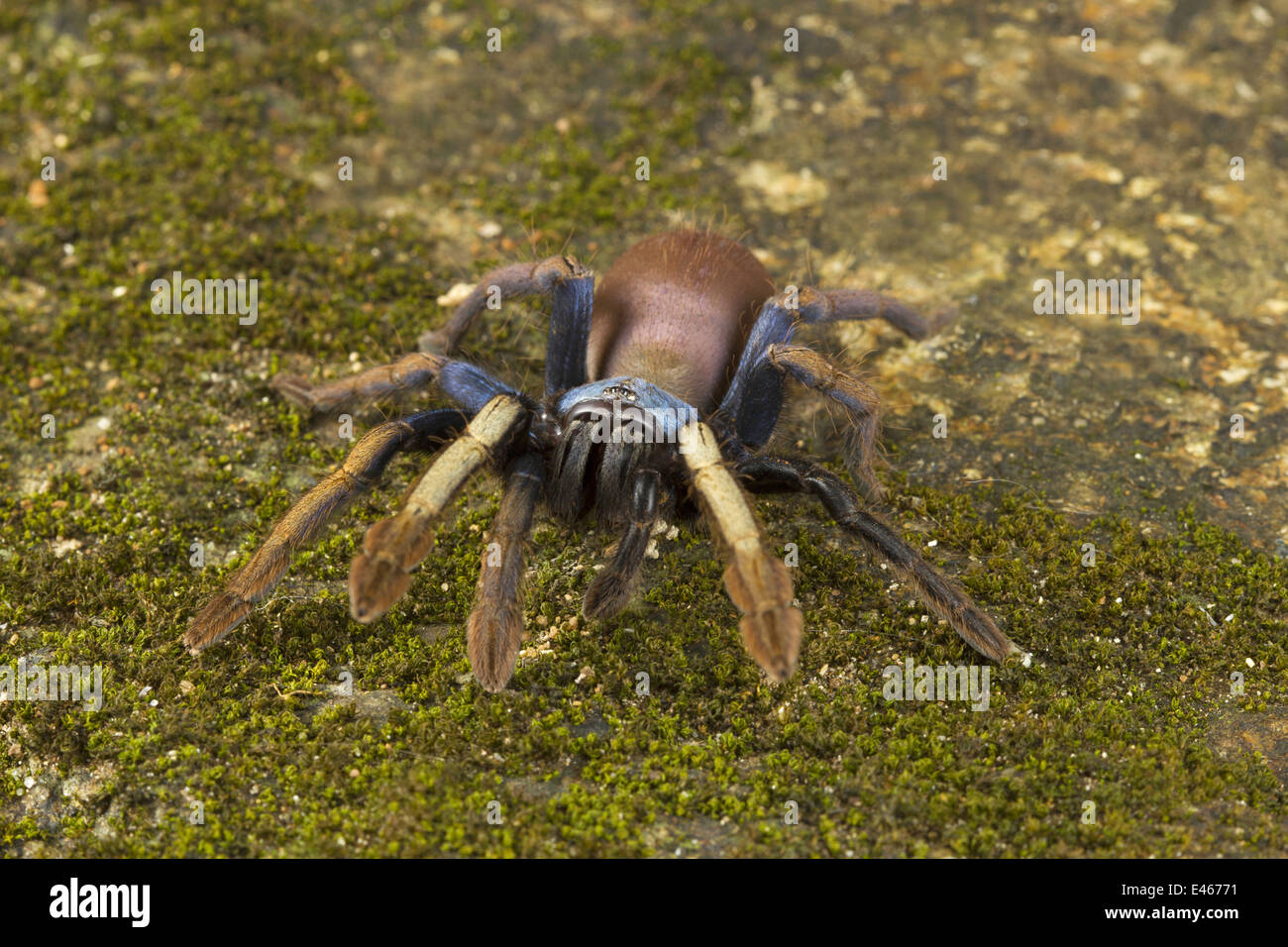 PSYCHEDELIC BURROWING TARANTULA, Thrigmopeous psychedelicus, COMMON