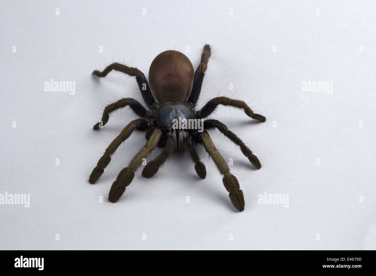 PSYCHEDELIC BURROWING TARANTULA, Thrigmopeous psychedelicus, COMMON