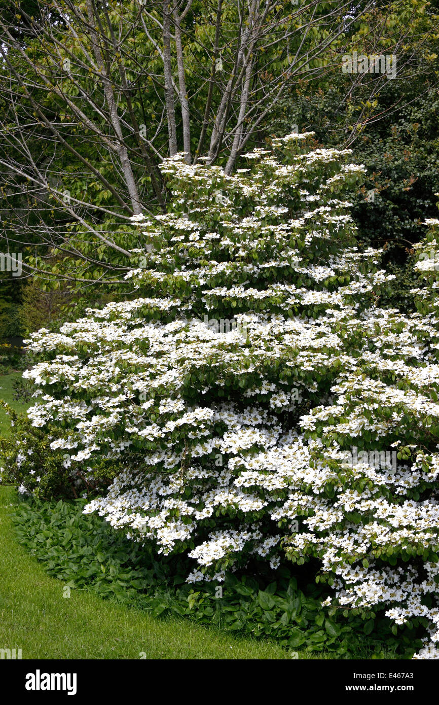 VIBURNUM PLICATUM SUMMER SNOWFLAKE. JAPANESE SNOWBALL BUSH. Stock Photo