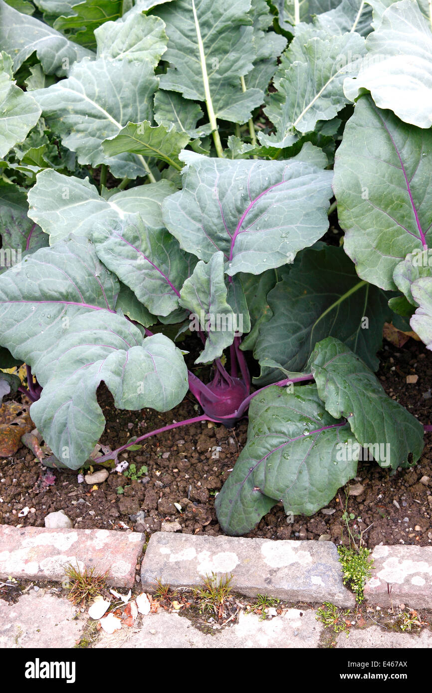 KOHL RABI AZURE STAR. Stock Photo