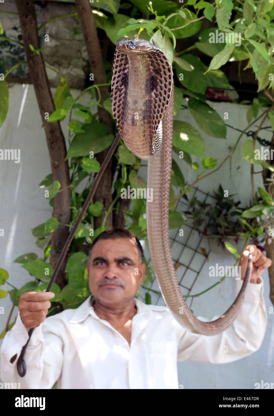 Bhopal, India. 3rd July, 2014. Snake expert Mohd. Saleem catches a poisonous king cobra in a
