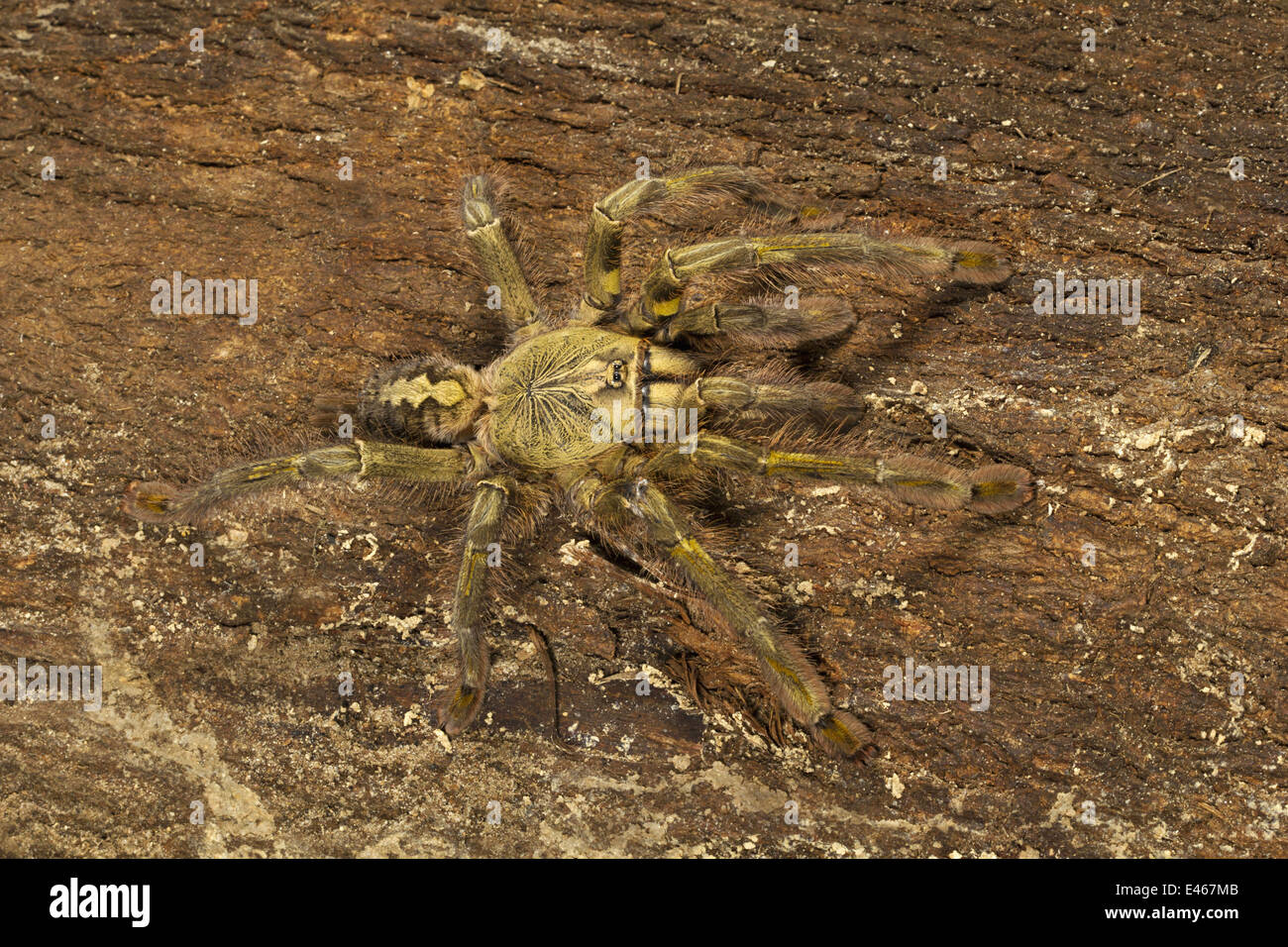 Reddish parachute tarantula, Poecilotheriaÿrufilata, Rare, Peppara Wildlife Sanctuary, Kerala Stock Photo