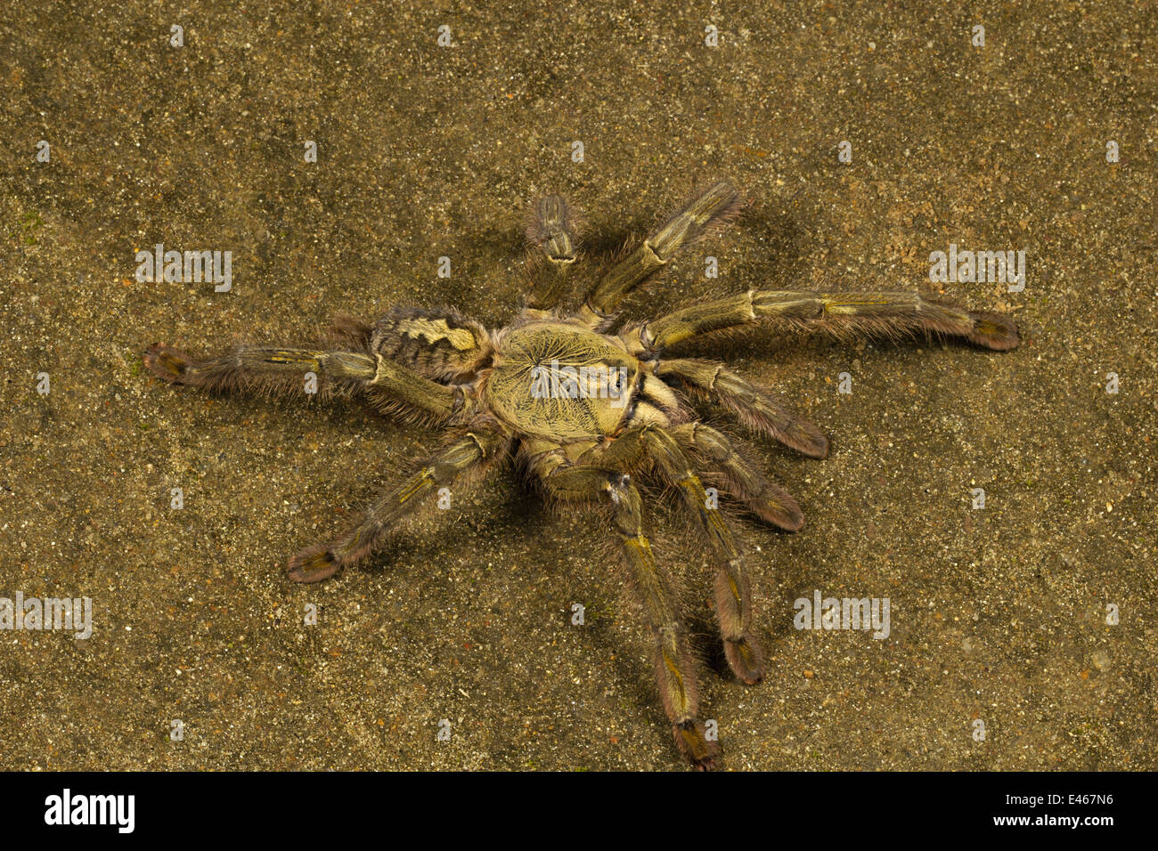 REDDISH PARACHUTE TARANTULA, Poecilotheria rufilata, RARE, Peppara ...