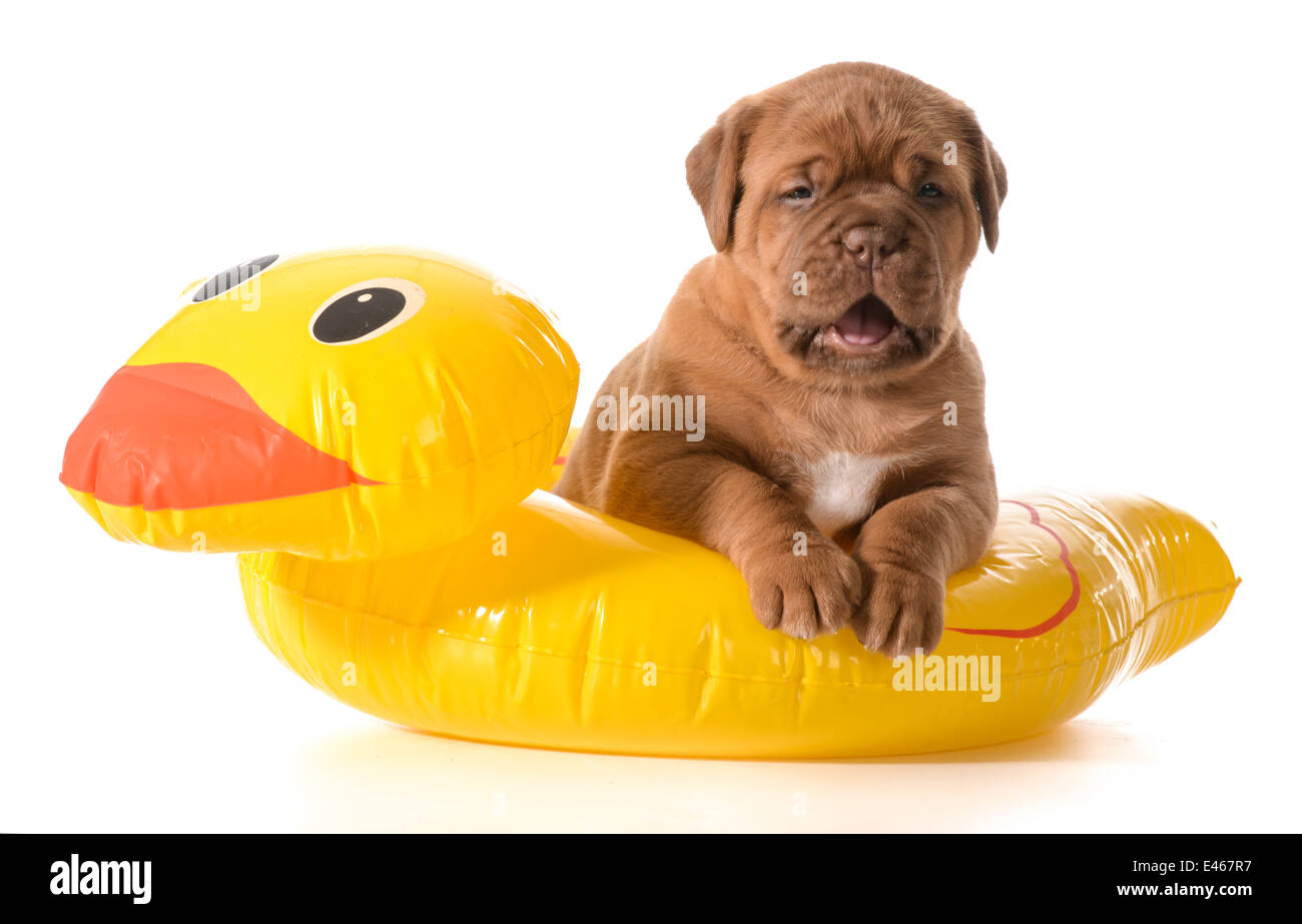 dog water safety - dogue de bordeaux in floatation device Stock Photo
