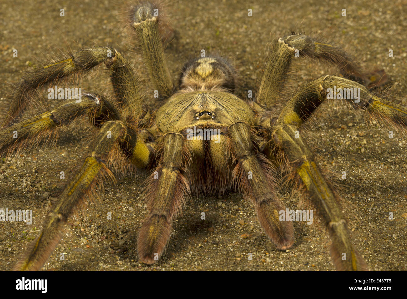 Parachute spider hi-res stock photography and images - Alamy