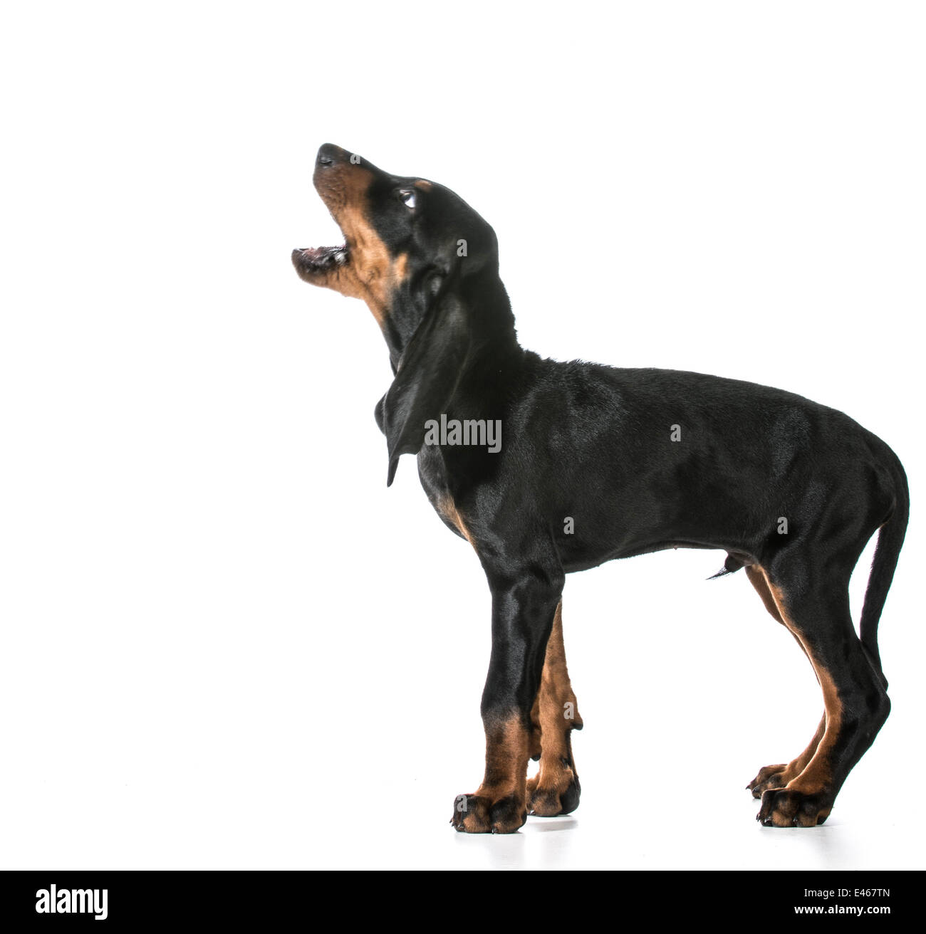 dog barking - black and tan coonhound barking isolated on white Stock Photo