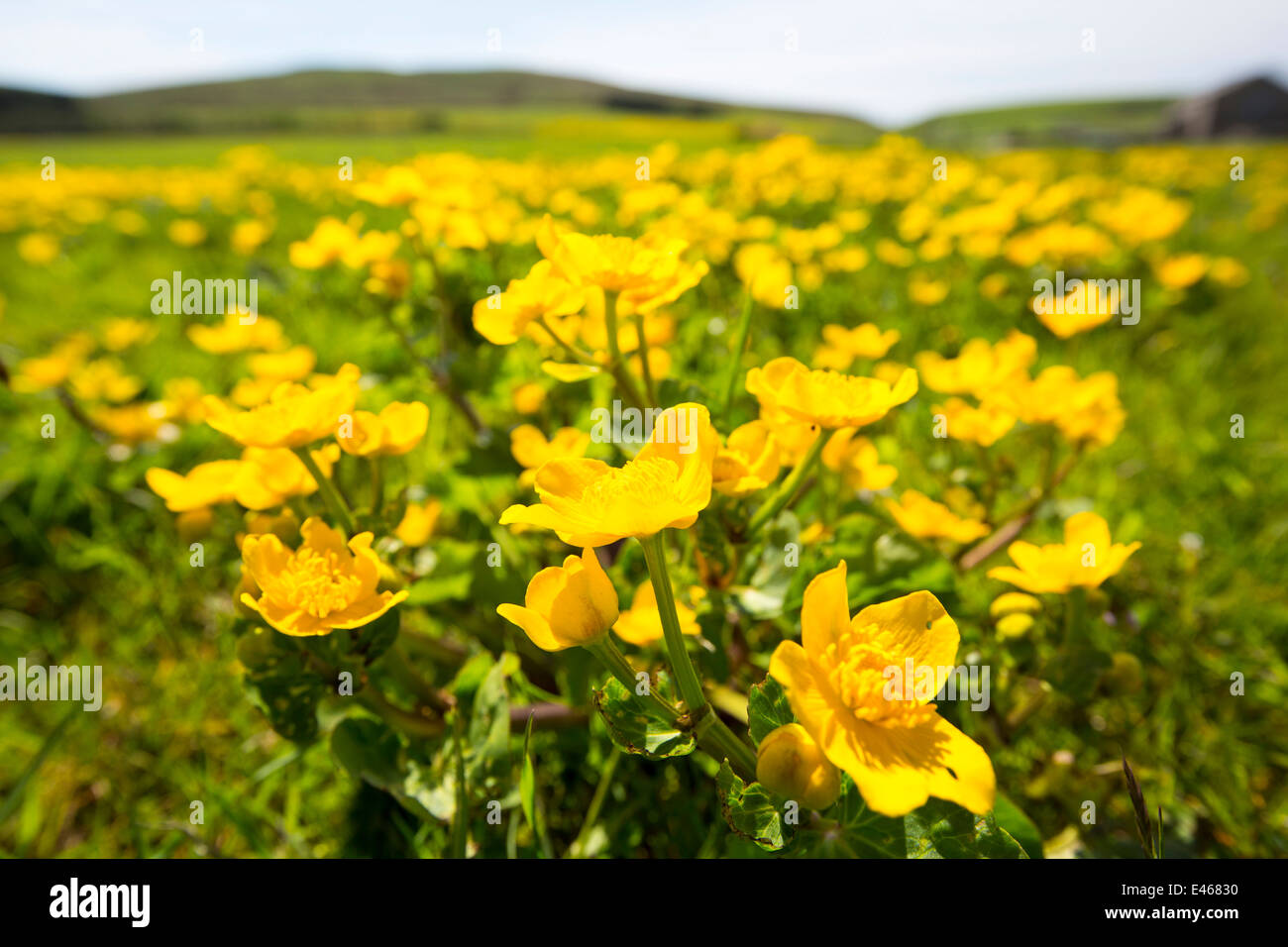 A field full of King Cups or marsh Marigold on the moor above Malham, Yorkshire Dales, UK. Stock Photo