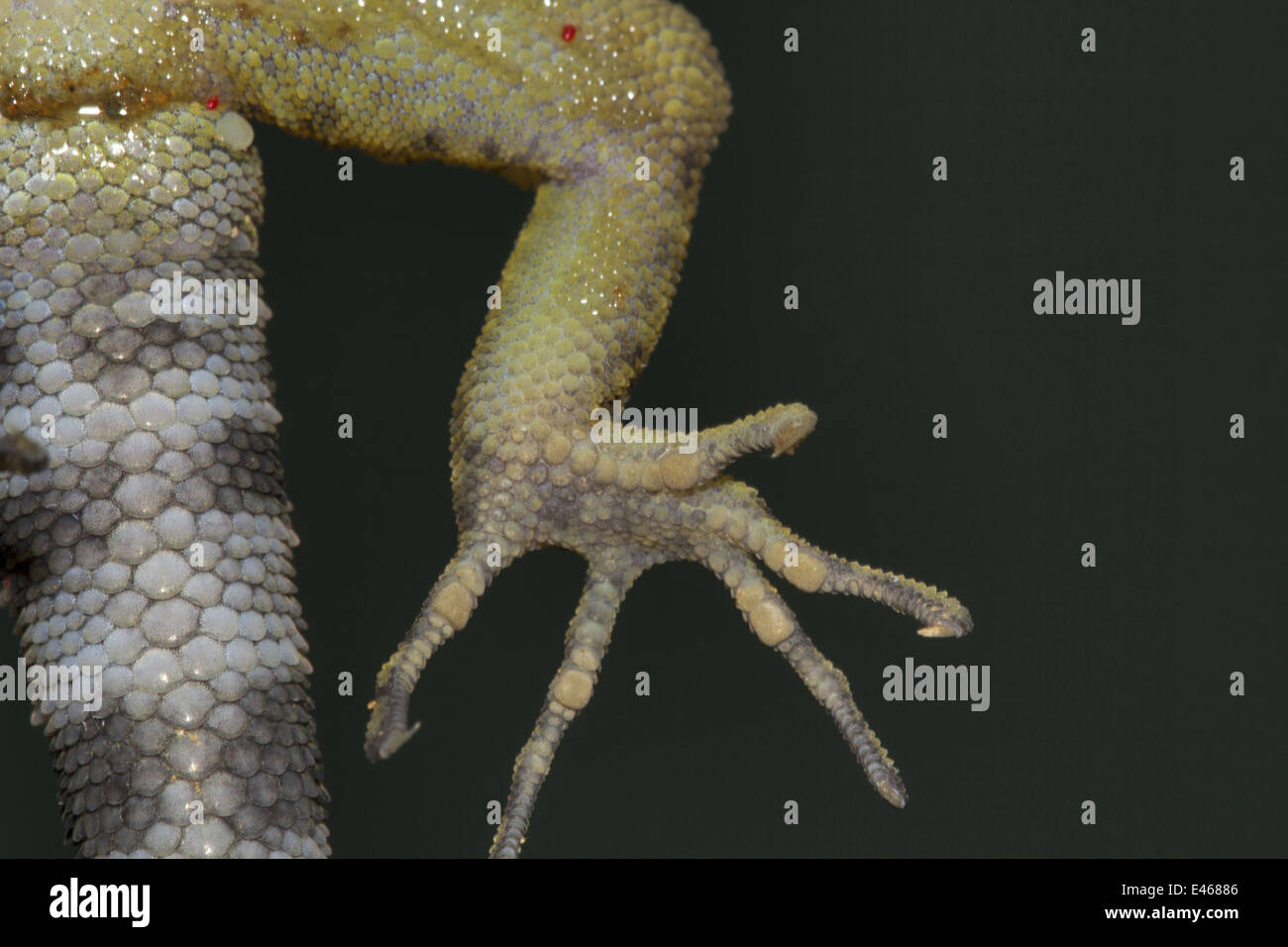 Toes of gecko, Peppara Wildlife Sanctuary, Kerala Stock Photo
