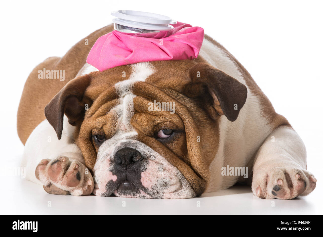 english bulldog puppy with pink water bottle on head on white background Stock Photo