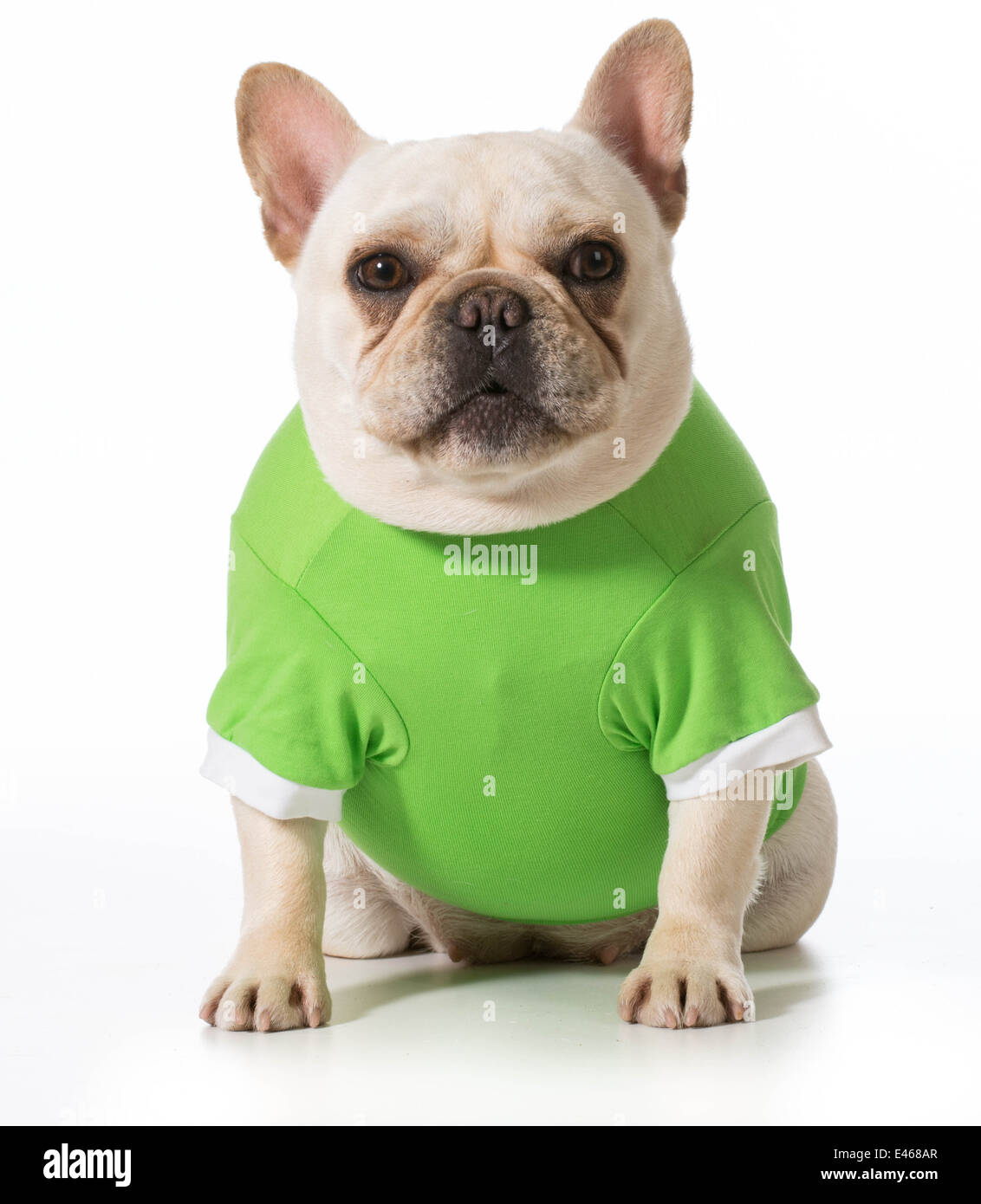 french bulldog wearing green sweater Stock Photo Alamy