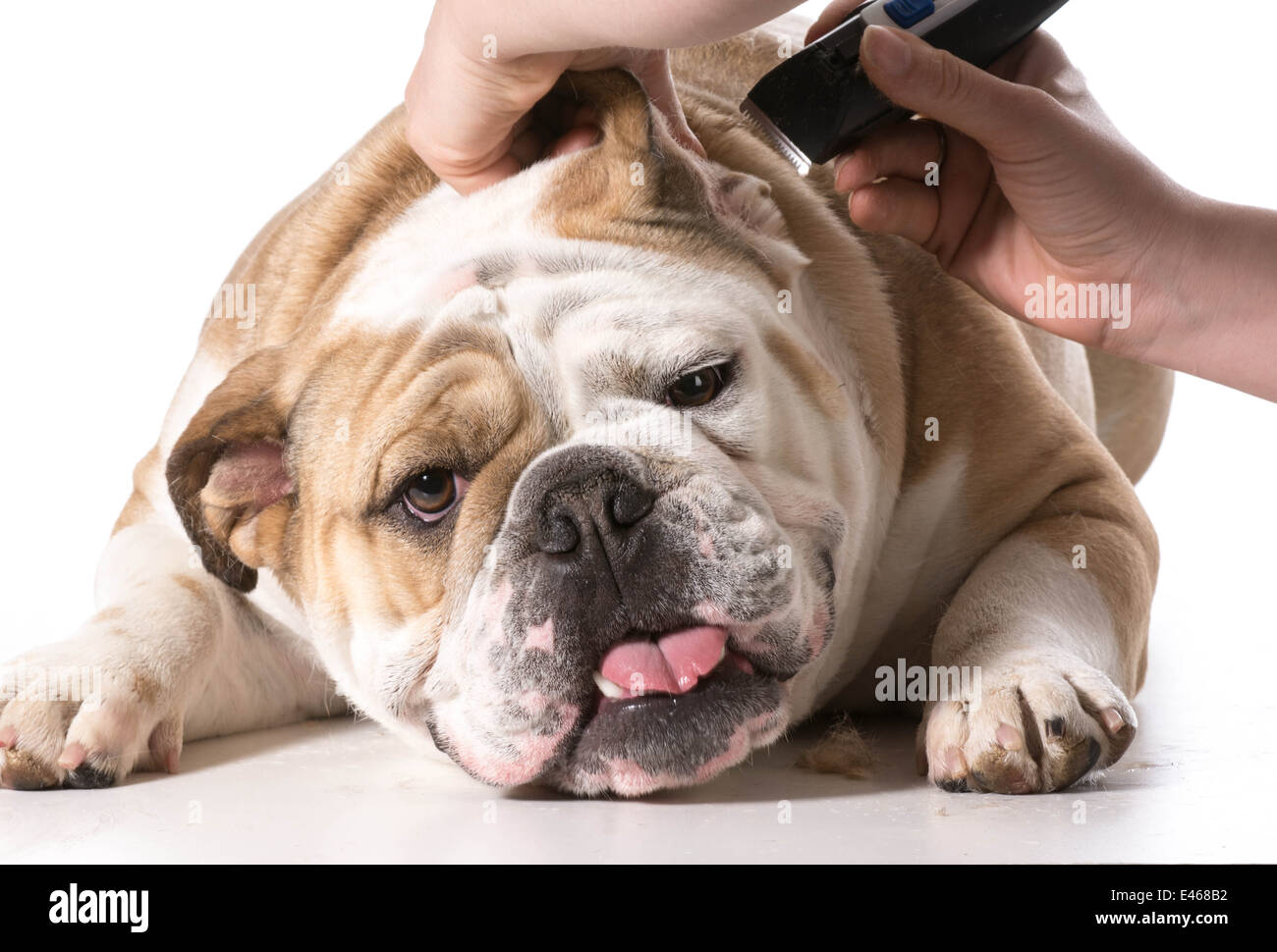 dog grooming english bulldog getting ears shaved on white background