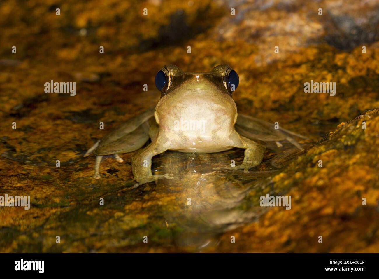 Frog, Idukki Wildlife Sanctuary, Kerala Stock Photo Alamy