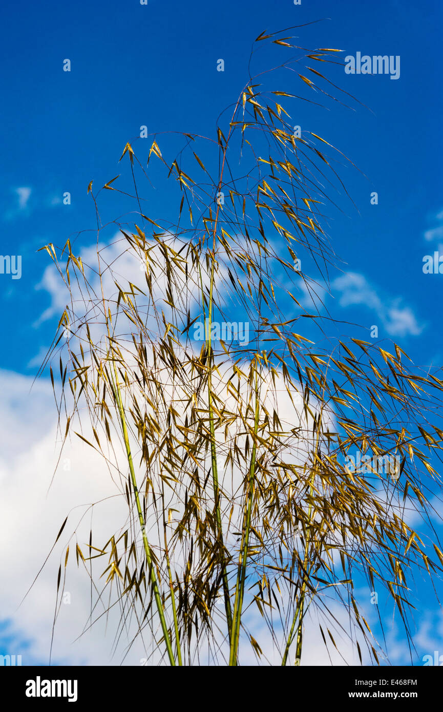 Stipa Gigantea Giant Feather Grass Golden Oats. Evergreen sunny sky. Stock Photo