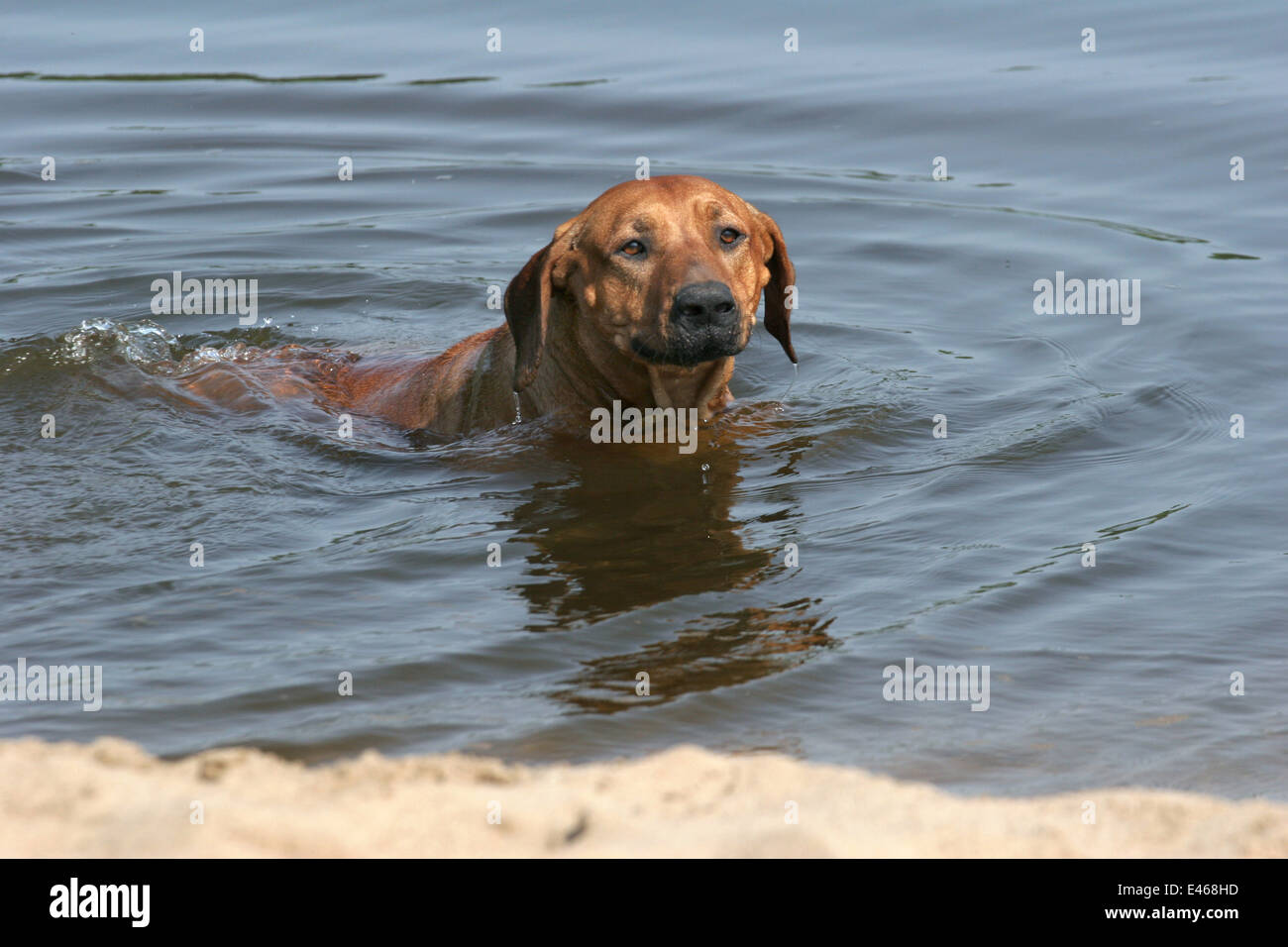 swimming Rhodesian Ridgeback Stock Photo Alamy