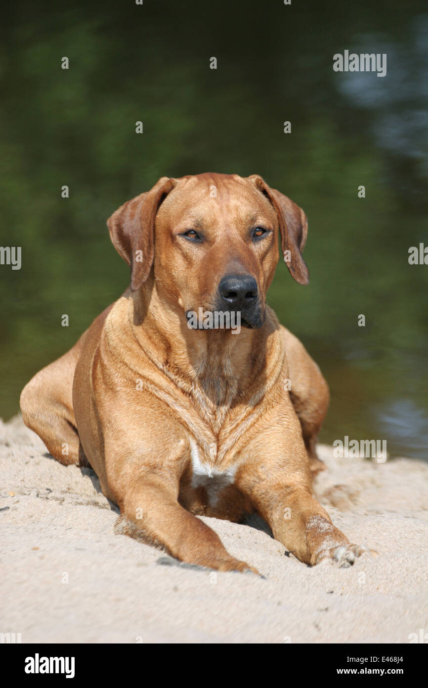 Rhodesian Ridgeback on the beach Stock Photo - Alamy
