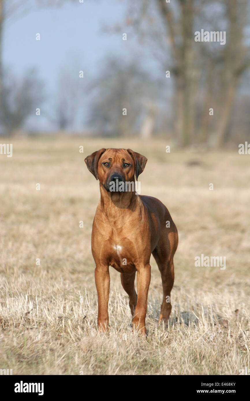 standing Rhodesian Ridgeback Stock Photo - Alamy