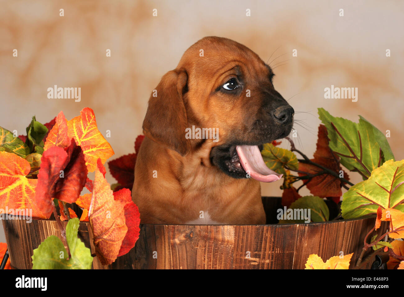 Rhodesian Ridgeback puppy Stock Photo - Alamy