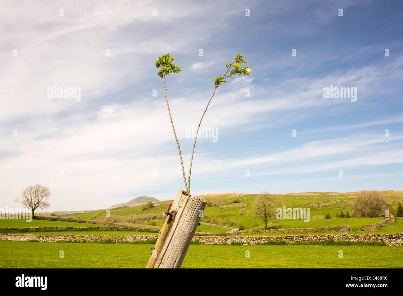 A rowan tree growing out of an old gate post near Austwick in the ...